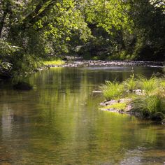 a river running through a lush green forest filled with lots of trees and grass on both sides