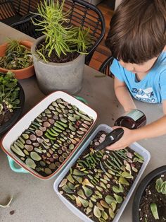 a young boy is looking at plants in trays on a table with other potted plants