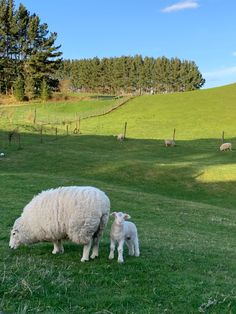 sheep and lambs grazing in the grass on a sunny day with trees in the background