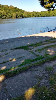 ducks are swimming in the water near some grass