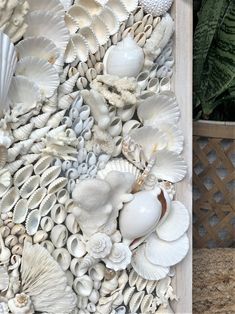 an arrangement of seashells and shells on display