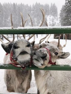 two reindeers standing next to each other in the snow