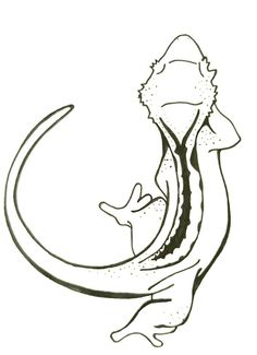 a drawing of a lizard with its tail curled up in the shape of a crescent