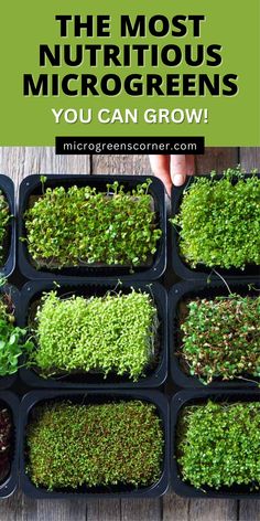 the most nutritious microgreens you can grow are in plastic trays