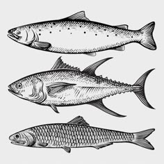 three different types of fish are shown in this black and white drawing, one is an adult