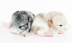 two small white and gray mice laying next to each other