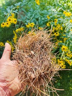 a hand holding up a bird nest in front of yellow flowers