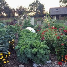 a garden filled with lots of different types of flowers and plants next to each other