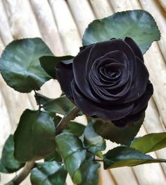 a black rose with green leaves on a wooden table