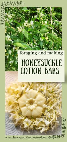 Foraging is so fun and beneficial. It is a wonder just how many weeds, flowers and herbs offer so many benefits. Honeysuckle is very prolific in the late spring and early summer. The honeysuckle blossoms are very delicate flowers and the scent of honeysuckle is so fragrant. This recipe for how to make this all homemade honeysuckle lotion bar only takes a few simple ingredients and is easy to make. The recipe makes luxurious lotion bars with great benefits for the skin. Honeysuckle Salve Recipe, Honeysuckle Recipes, Herbal Salve Recipes, All Natural Lotion, Homemade Lotion Bars, Lotion Bars Recipe, Natural Lotion, Herbal Remedies Recipes, Lavender Lotion