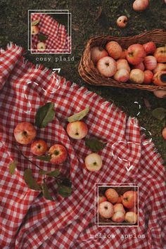 an image of apples on the ground with red and white checkered cloth