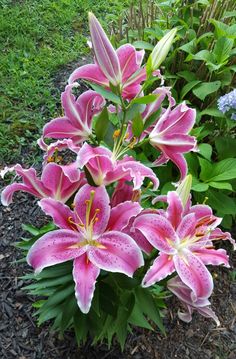 pink lilies are blooming in the garden