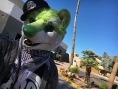 a stuffed animal wearing a hat and scarf on the street with palm trees in the background