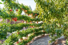 the walkway is lined with trees and flowers