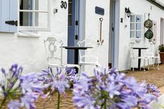 purple flowers in front of a white house with blue shutters on the doors and windows