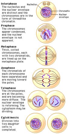 the structure of an animal's egg and its eggs are labeled in this diagram