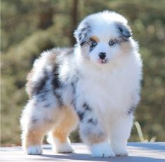 a small white and gray dog standing on top of a wooden floor next to trees