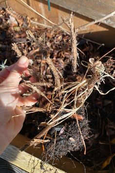 someone is holding their hand over the roots of a plant that has been sprouted