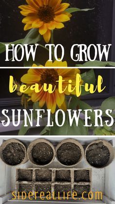 sunflowers in pots with text overlay how to grow beautiful sunflowers