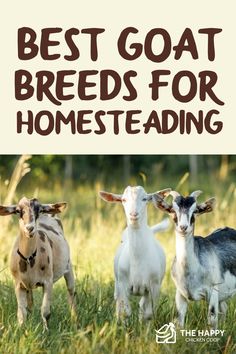 three goats standing in the grass with text overlay reading best goat breeds for homeseading