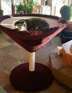 a cat laying on top of a scratching post in the middle of a living room