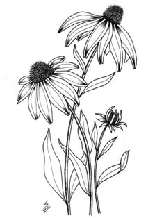 black and white drawing of three sunflowers