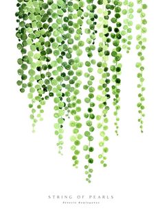 the string of pearls in green is hanging from a white background with text that reads string of pearls