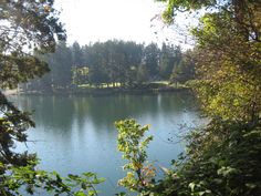 a lake surrounded by lots of trees and bushes