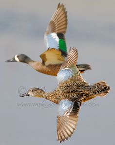 two ducks are flying in the air together