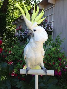 a white cockatoo with yellow feathers sitting on top of a wooden pole in front of flowers