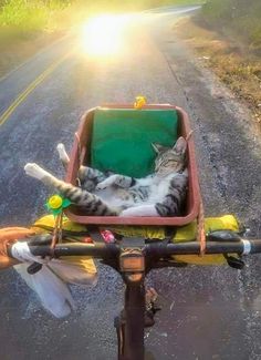 Baby Nap, Nap Time, Cat Pics, Cool Cats, A Cat, Dream Life, Good Day, Cats And Kittens, Cute Cats