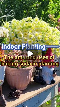 indoor planting the amazing uses of baking soda in planters and potted plants on an outdoor bench