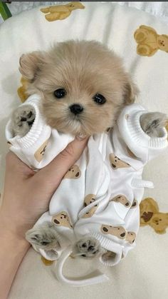 a person holding a small dog wrapped in white blankets with teddy bears on it's back