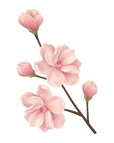 three pink flowers on a white background