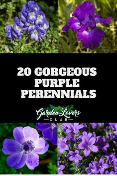 purple flowers with the title 20 gorgeous purple perennials