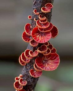 a close up of a tree branch with many different types of mushrooms growing on it