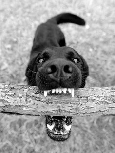 a black dog with its mouth open and holding a stick in it's mouth