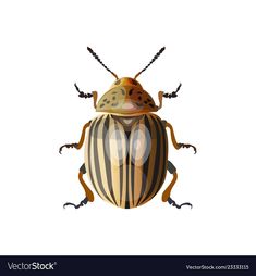 a beetle with stripes on it's body is standing up against a white background