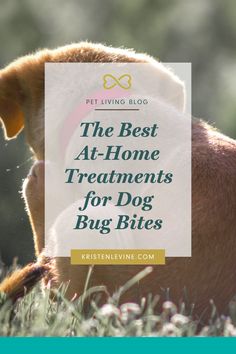 the best at - home treatments for dog bug bites