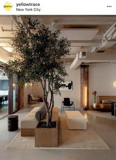 a living room with a tree in the center and couches on the other side