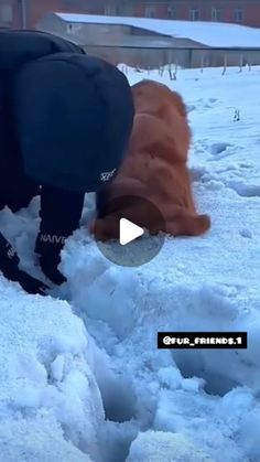 two dogs are playing in the snow with their owners and one dog is trying to get out