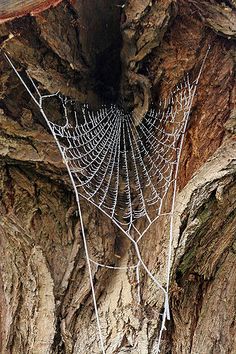 a spider web is attached to the side of a tree in front of a cliff