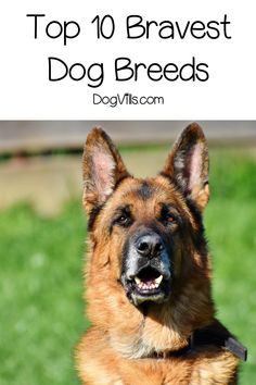 the top 10 bravest dog breeds in the world, including german shepherd and german shepherd