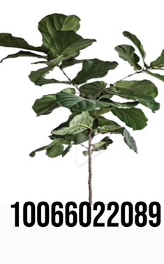 Codes For Plants In Bloxburg, Small Plant Decal Bloxburg, Custom Bloxburg Plants, Plant Decal Codes For Bloxburg, Bloxburg Fake Plant Decals, Bloxburg Transparent Decals Plants, Bloxburg Codes For Plants, Bloxburg Picture Codes Plants