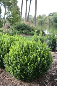 a bush with green leaves in the middle of a park