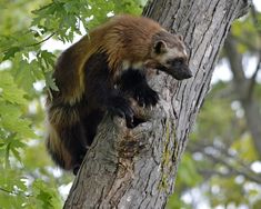 a brown and black animal sitting on top of a tree