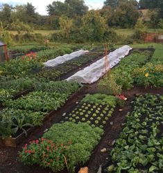 a garden filled with lots of different types of vegetables and plants growing in the ground