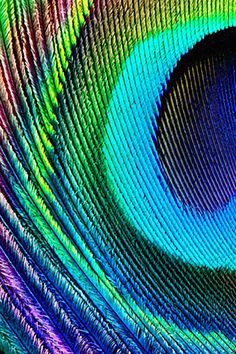 an image of a colorful peacock feather