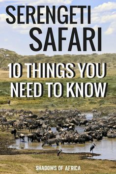 the cover of serengeti safari's book, 10 things you need to know