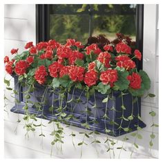 red flowers are growing in a blue window box